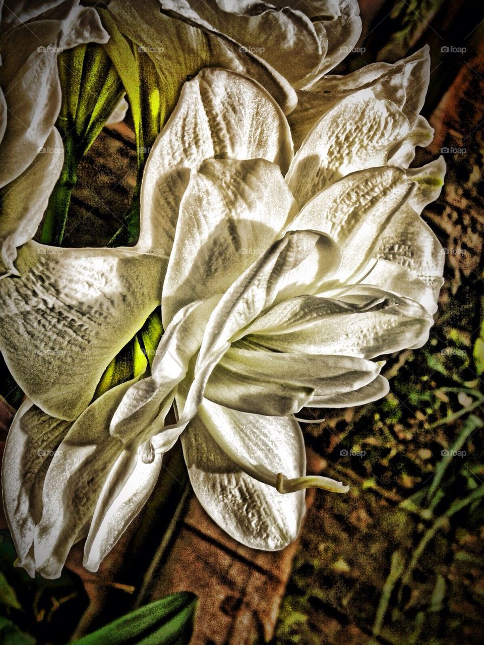 White lily