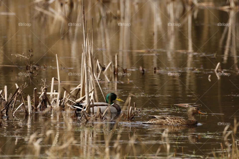 Wildlife ducks