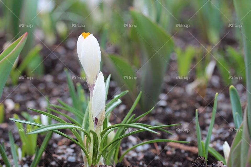 Spring flower