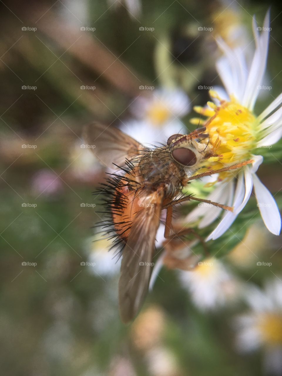 Fly on flower