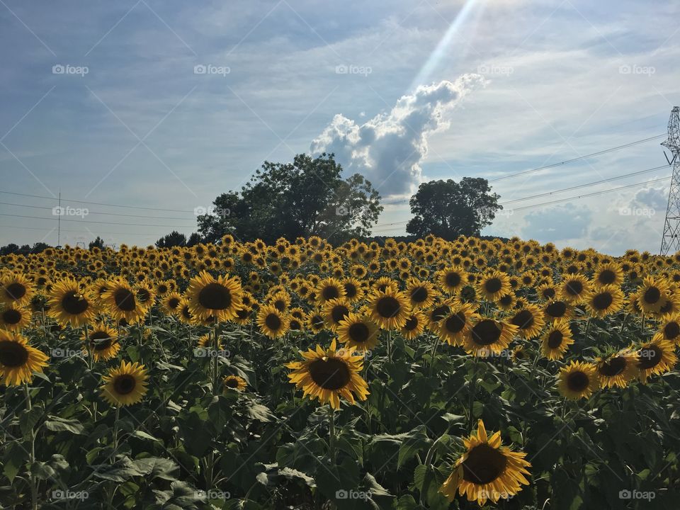 Sunflower Field along the Neuse River Trail in Raleigh, North Carolina.