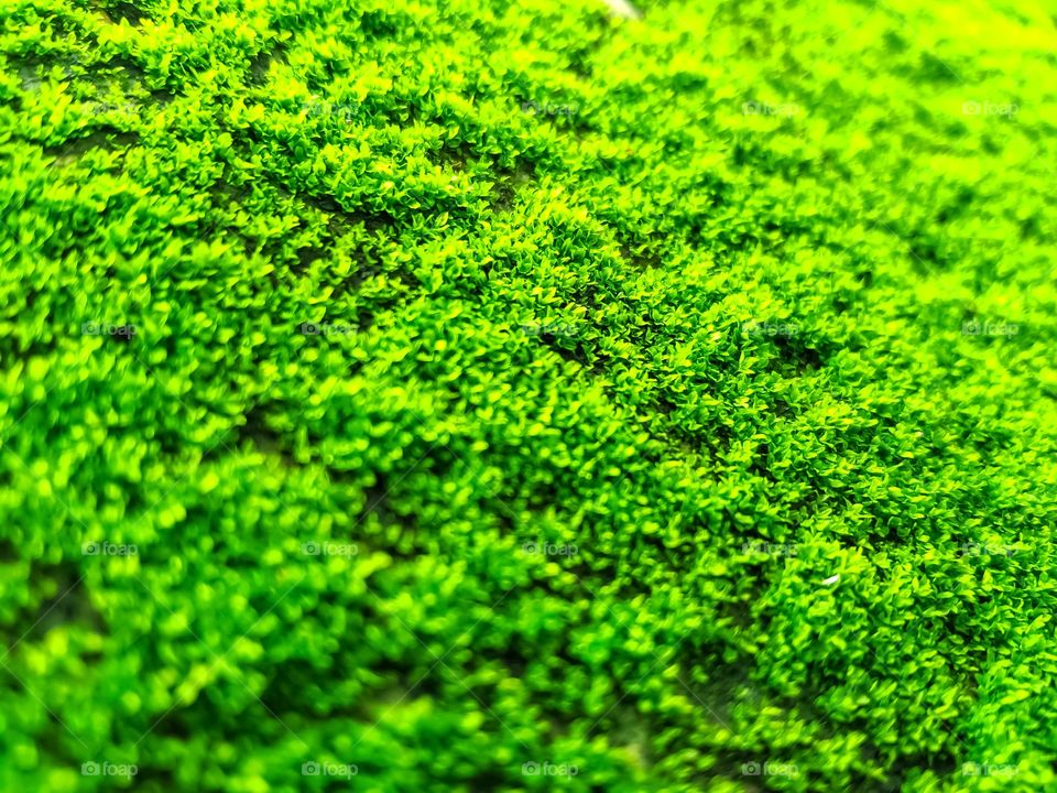 Beautiful micro image of background india