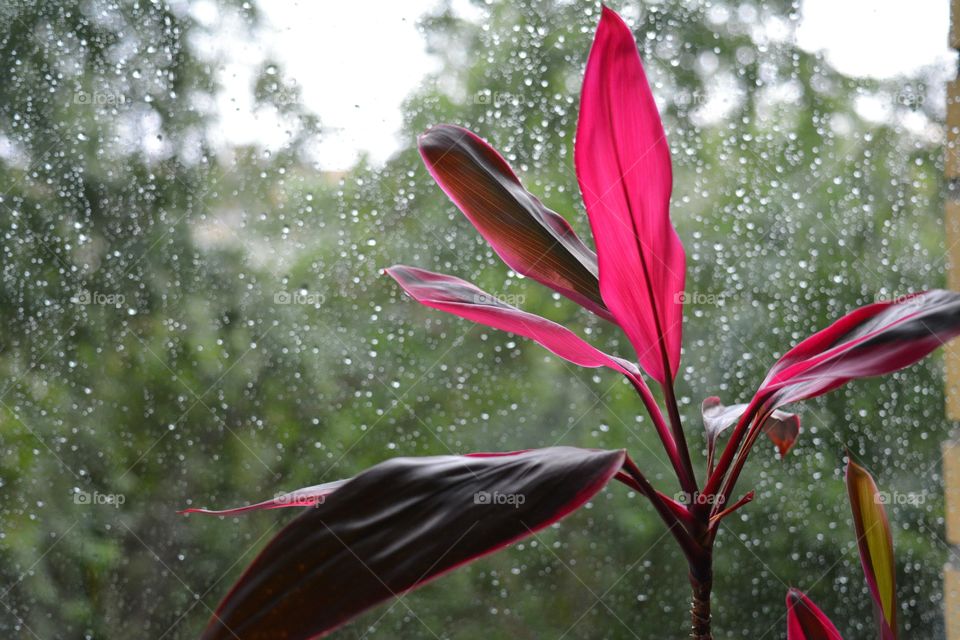 Nature, No Person, Flower, Flora, Leaf