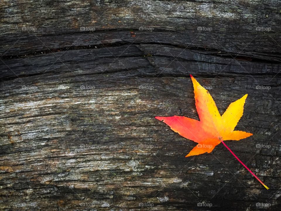 Minimalistic shot of single orange leaf on rustic wooden table 