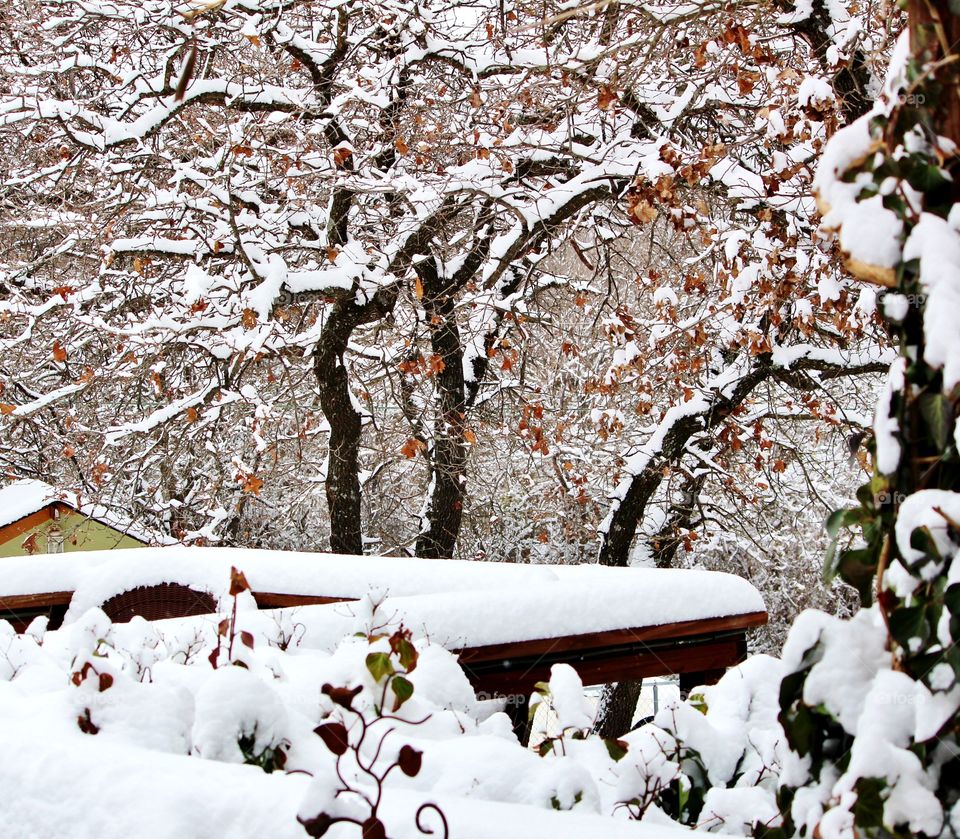 Snowy Trees