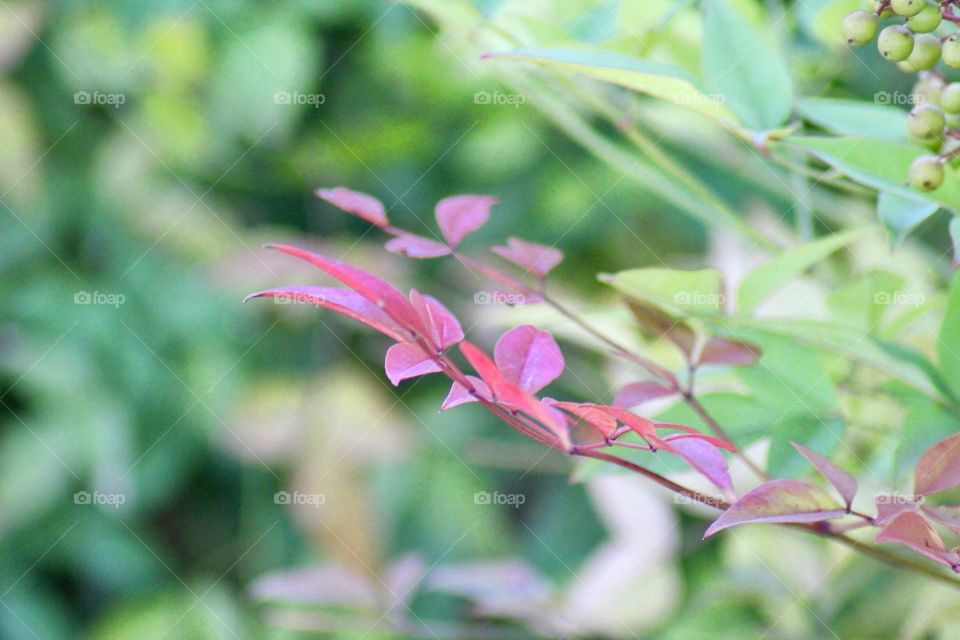 Nandina Bush leaves Changing For Fall 🍂