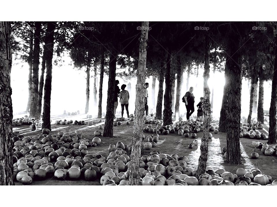 Pumpkin Patch | Gilbert, AZ