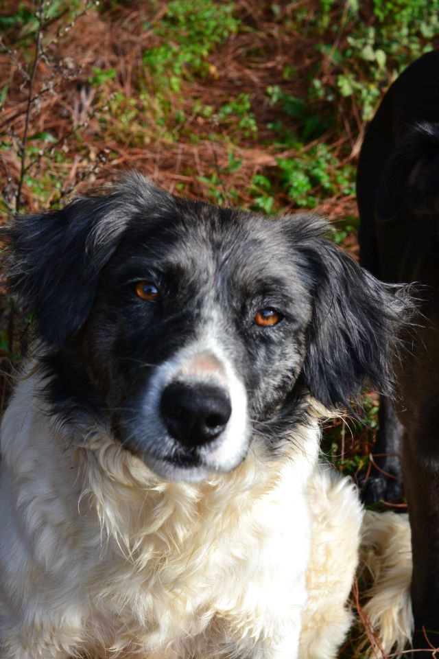 Pet, dog , nature , beautiful