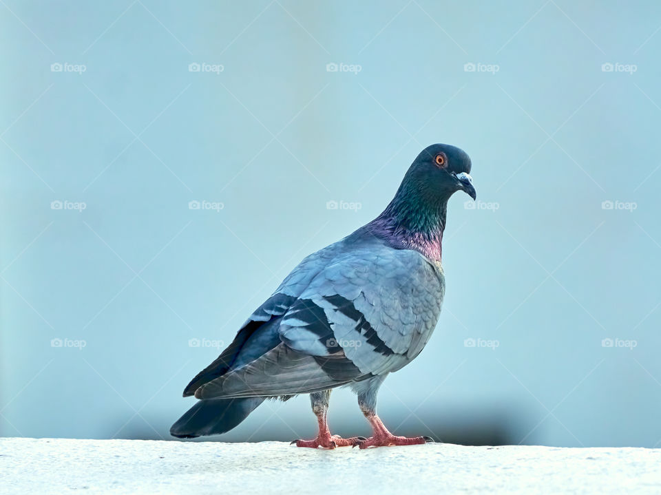 Bird photography - dove - curious look