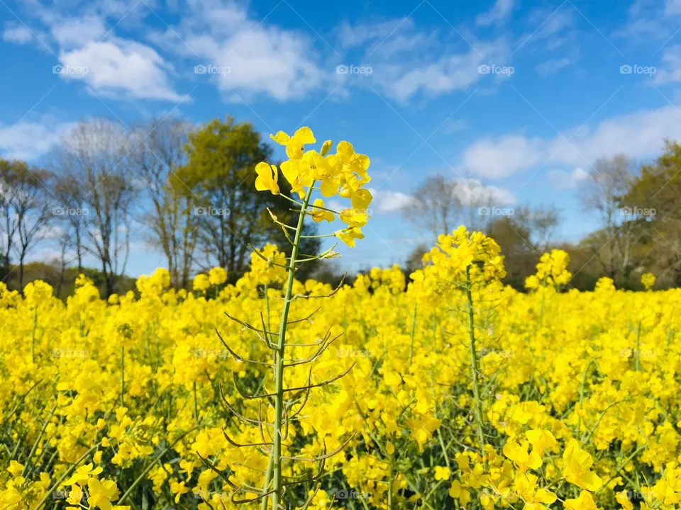 Color: Yellow 