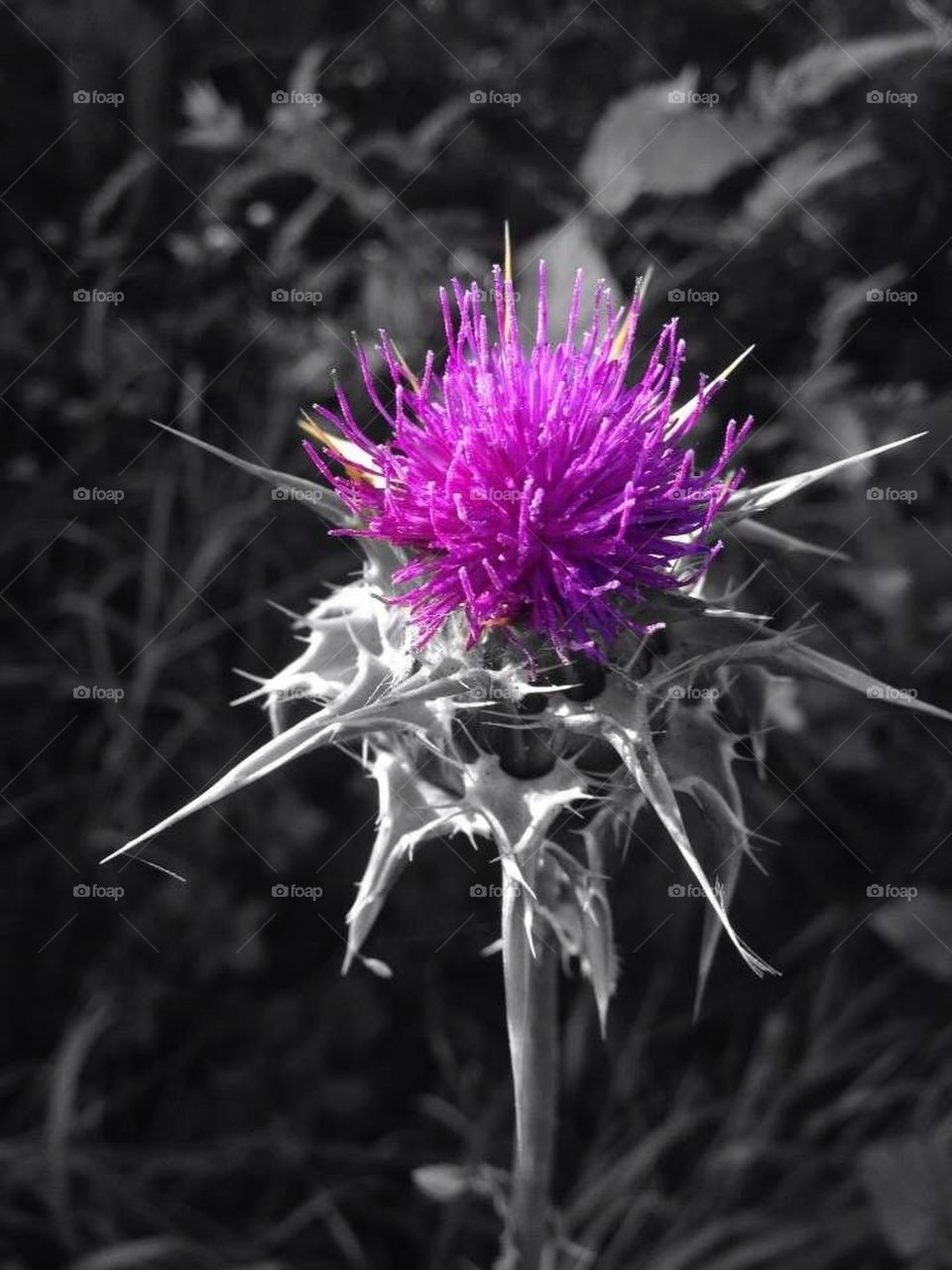 Thistle 