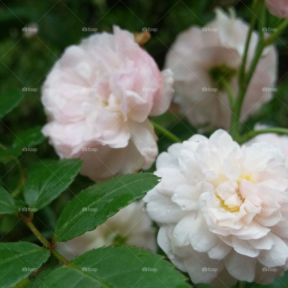 Flower, Flora, Leaf, Nature, Floral