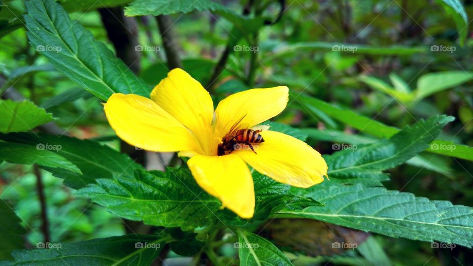 Bee and the flower
