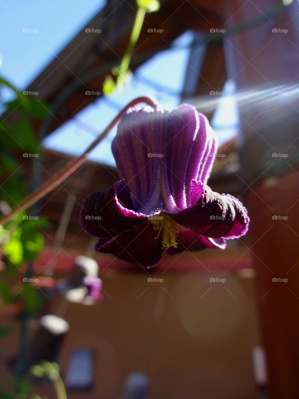 Leather Flower Clematis