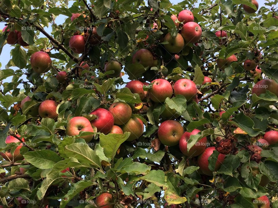 Le temps des pommes !