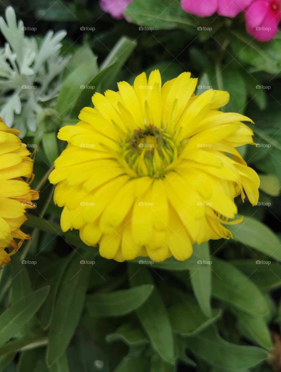 yellow flower seasonal fresh shurb small size looks very beautiful generally found everywhere seasonal
