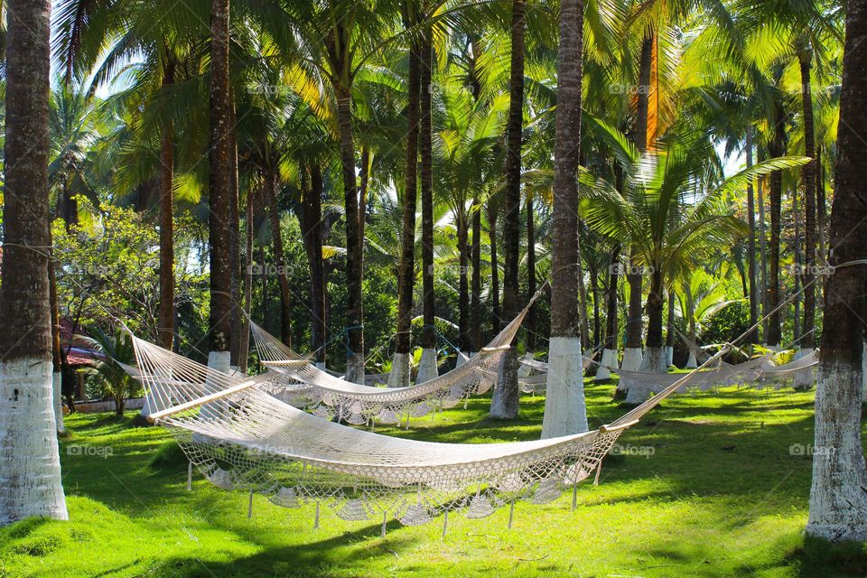 White lace swings suspended among palm trees. In near the beach of Costa Rica