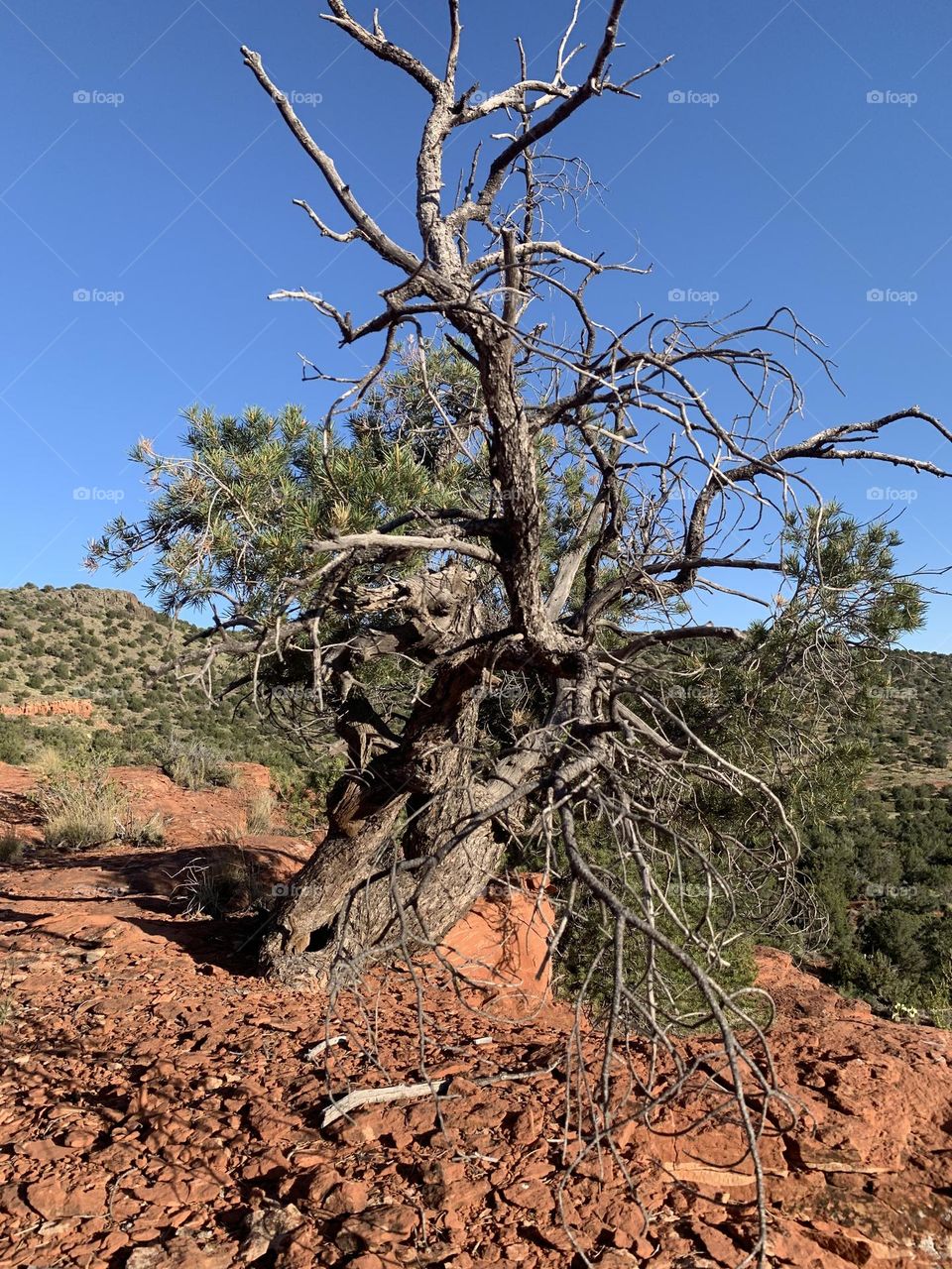 Desert natural beauty.