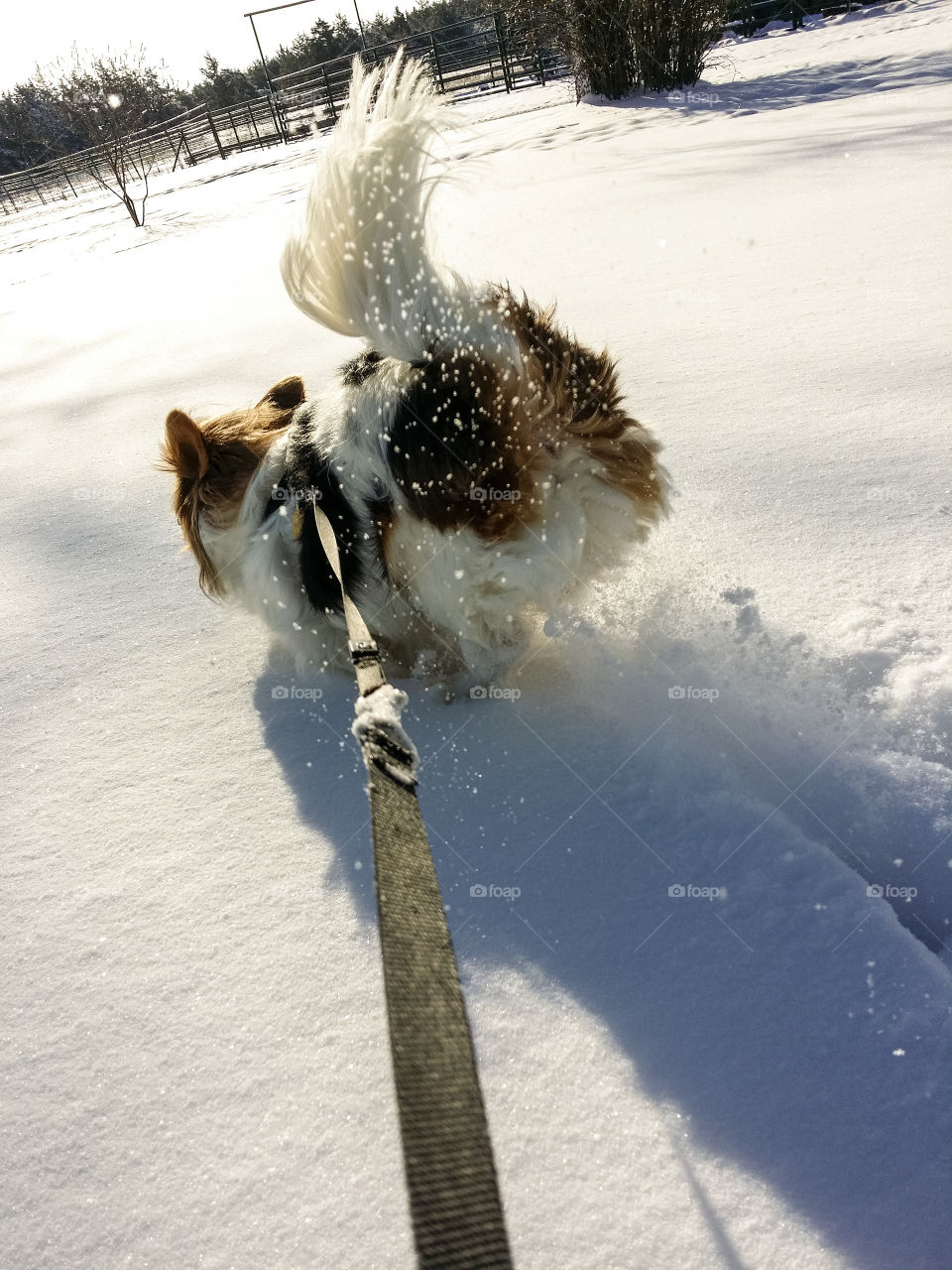 Dashing Thru the Snow