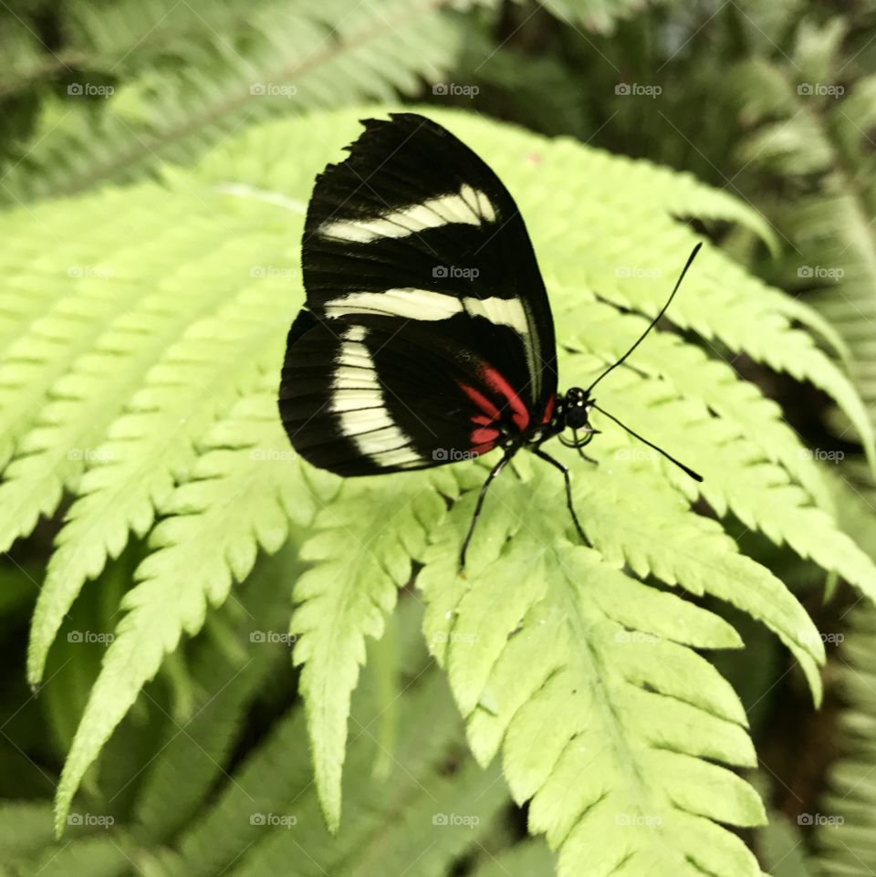 Butterfly 