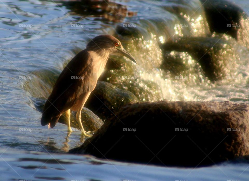 Heron Hunting Fish at Waterfall
