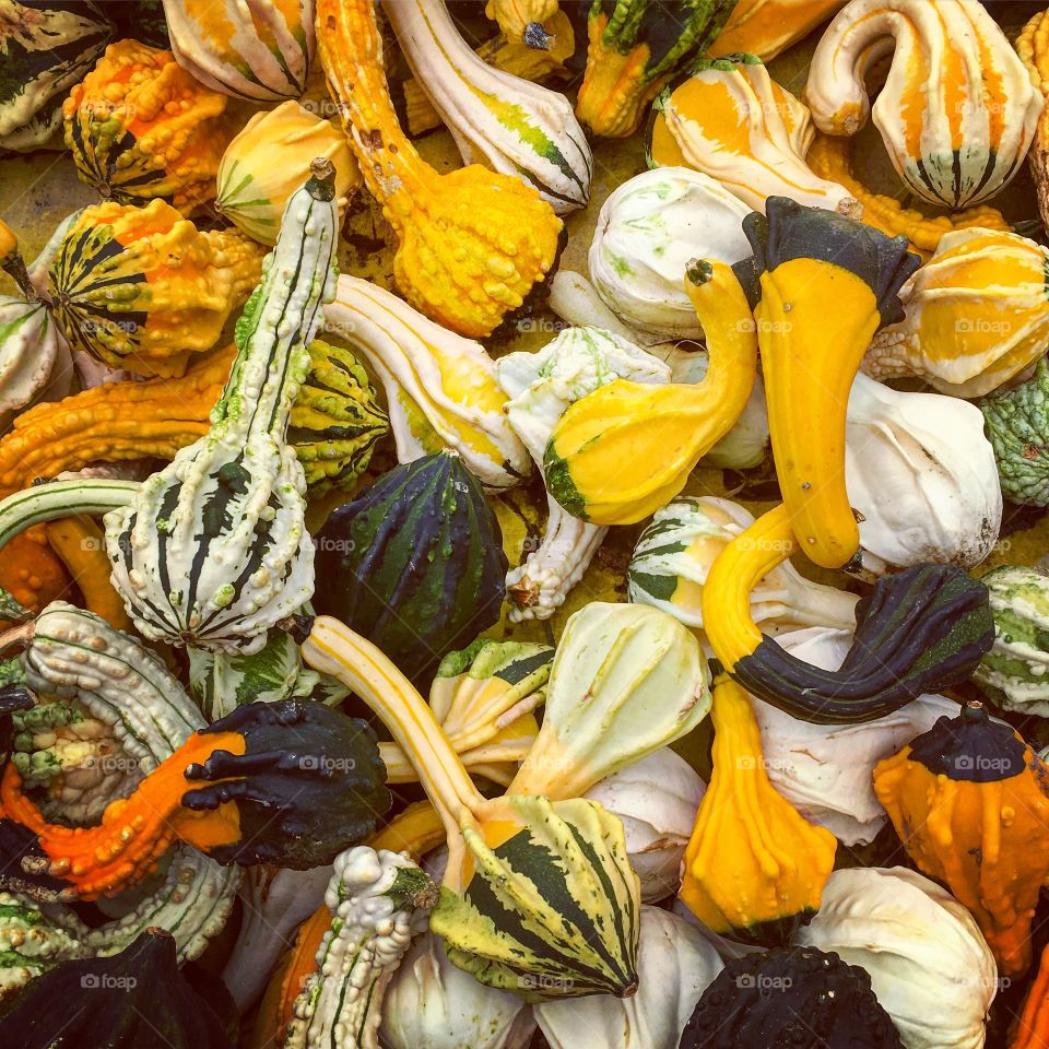 Can anyone tell me whether these are gourds or squashes? So colorful and ready for Halloween.