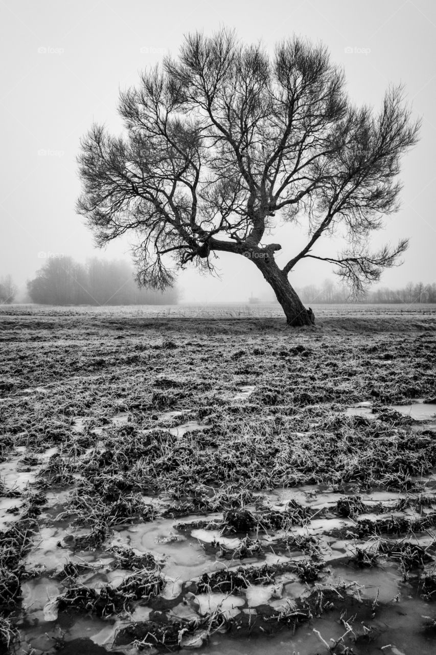 Alone tree and fog at frozen winter morning.