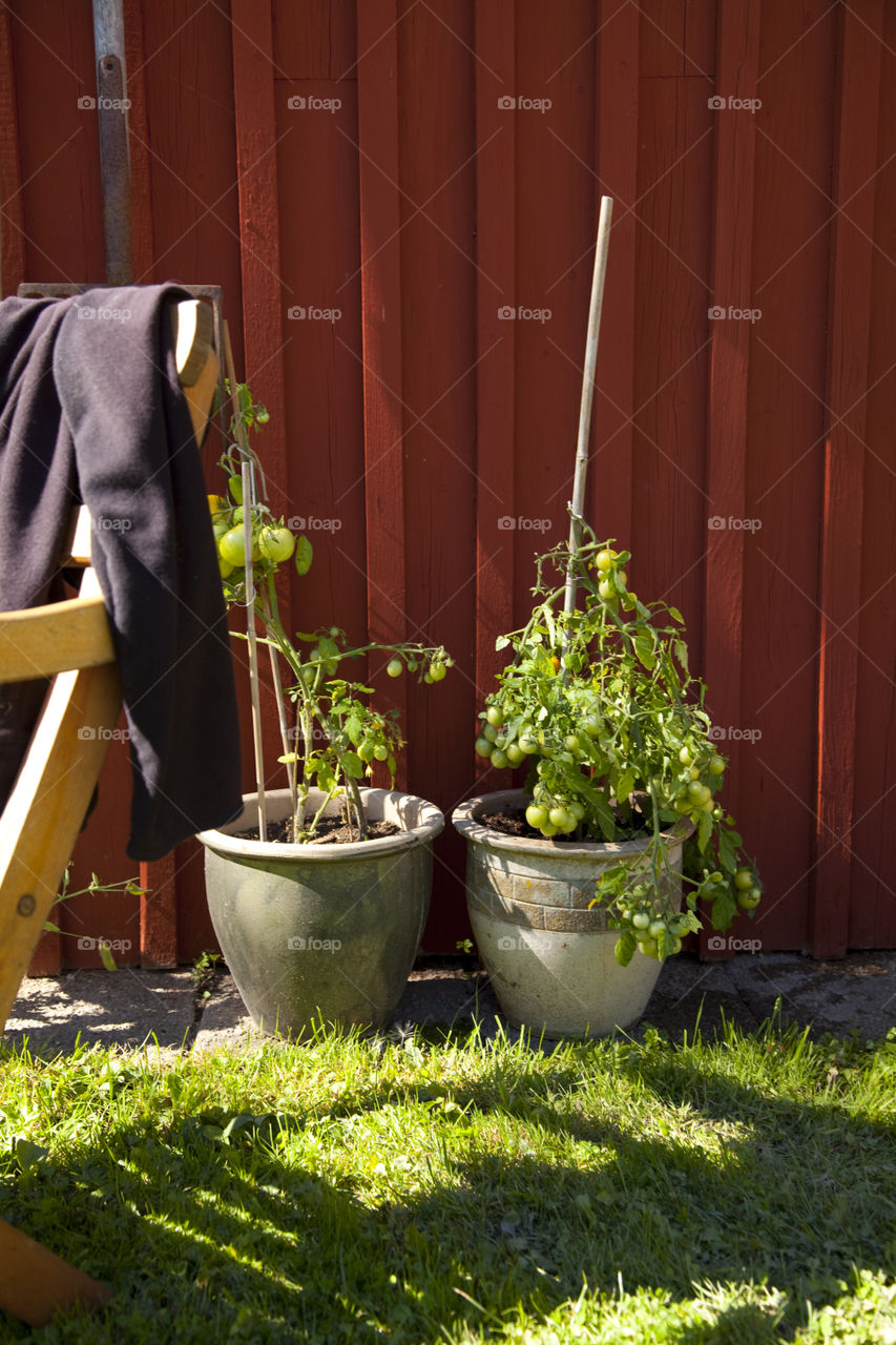 Tomato plants