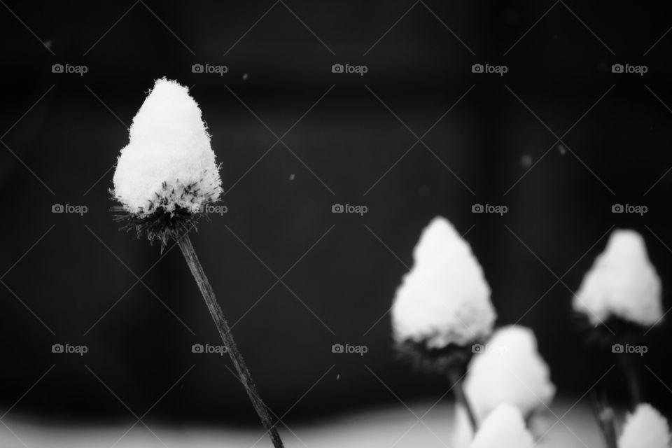 Snow capped seed pods