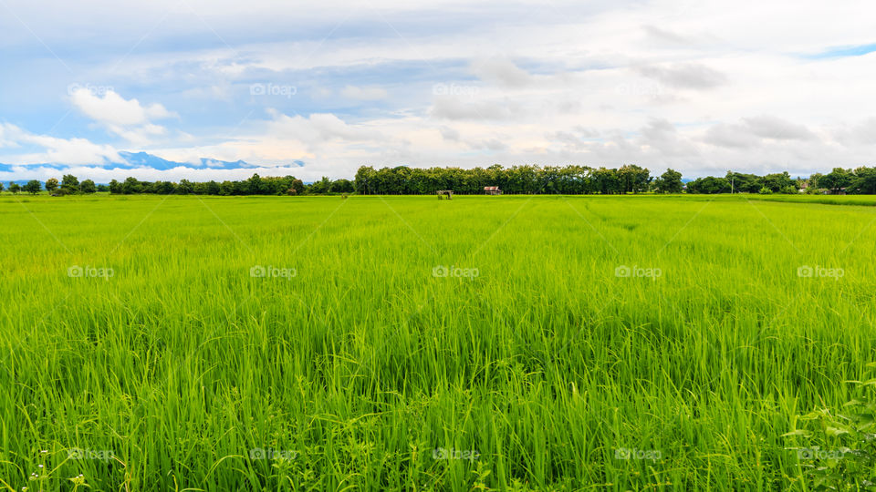 rice farm after rain