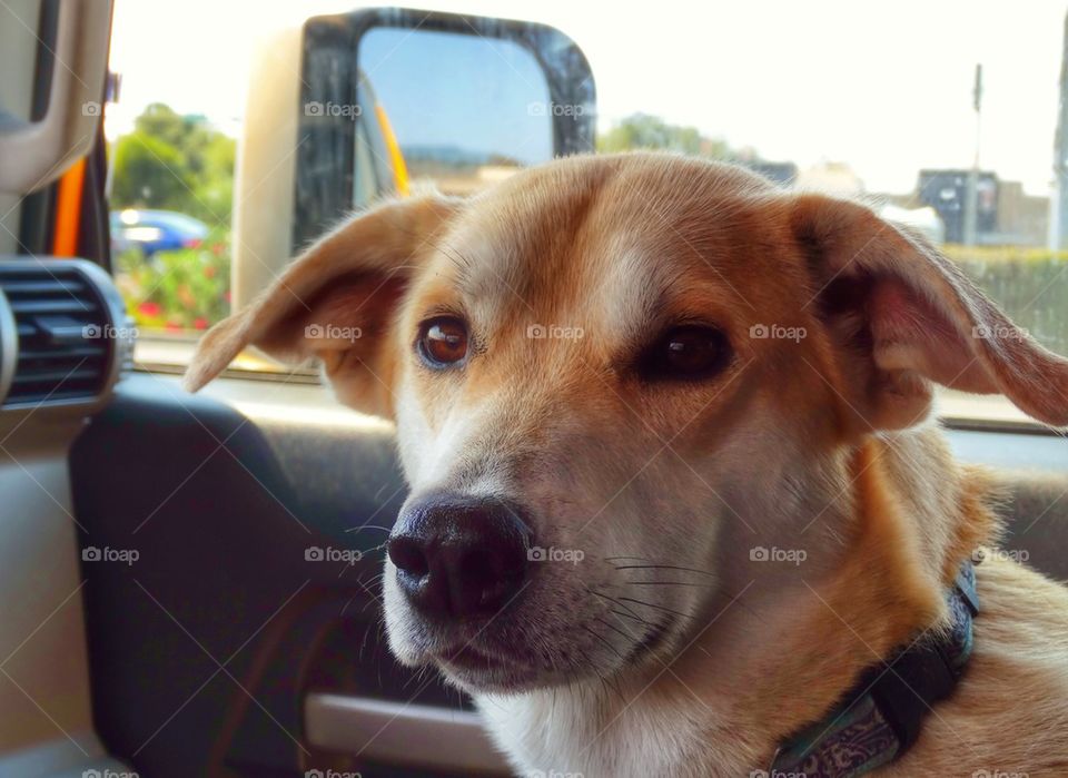 Dog In Car