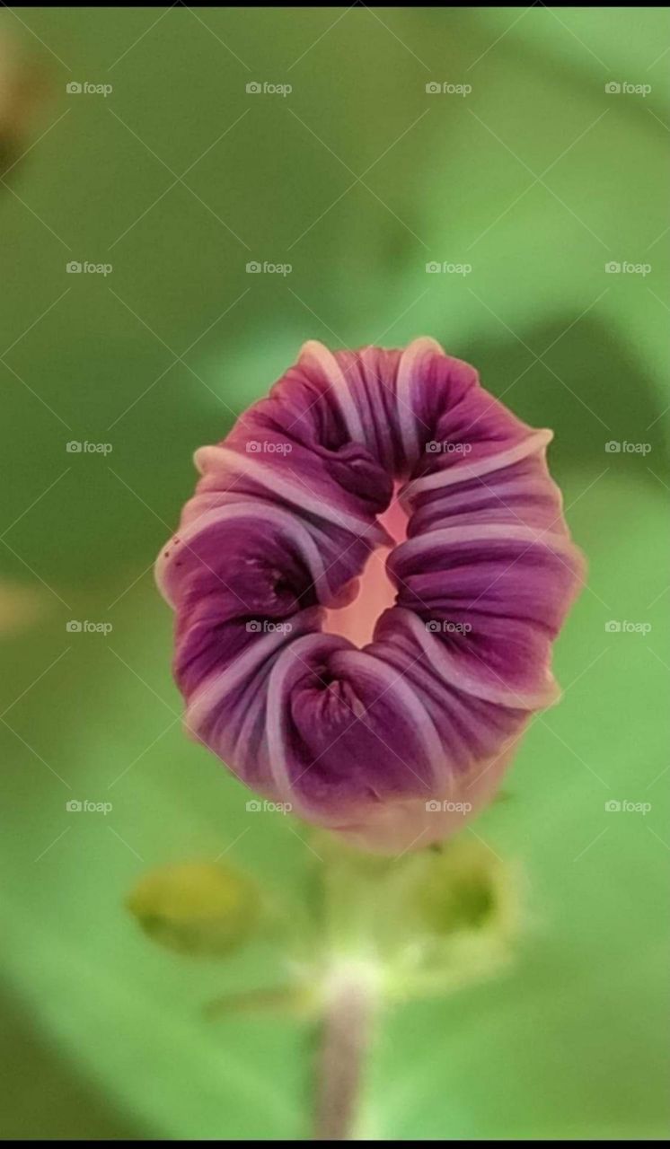 Morning Glory bud