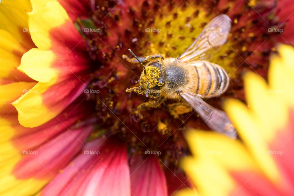 Closeup of bee covered in pollen while pollinating a flower 