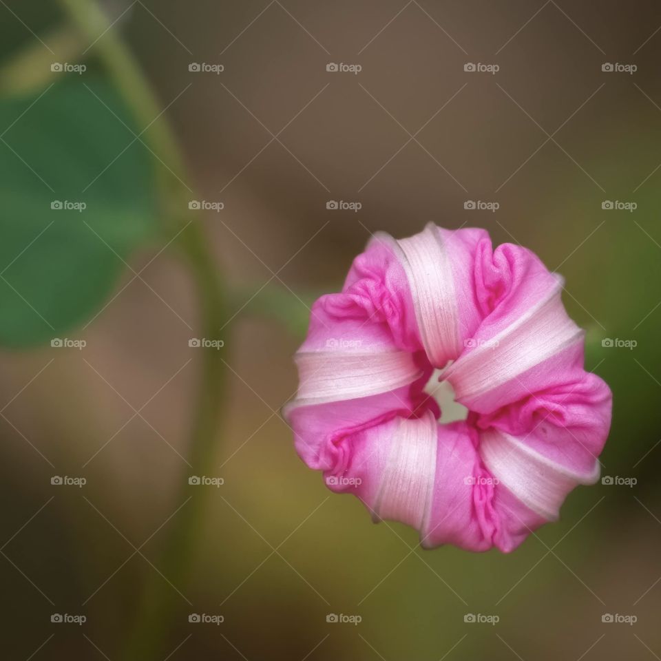 A morning glory puckers up for a spring kiss. 