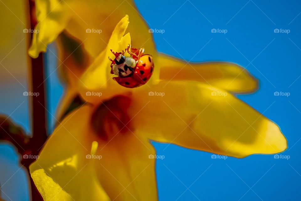 A ladybug on the yellow flower