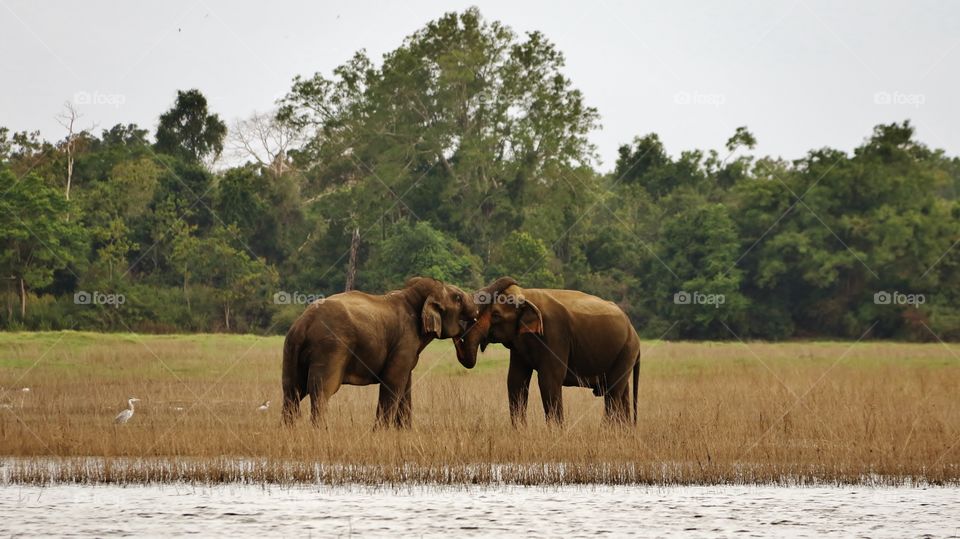 Elephants in harmony. Beautiful scenery of two young elephants in harmony found at maduru oya national park, polonnaruwa, Sri Lanka