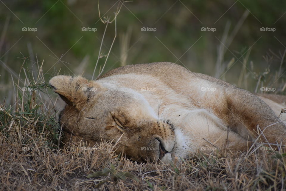 Sleeping lion 