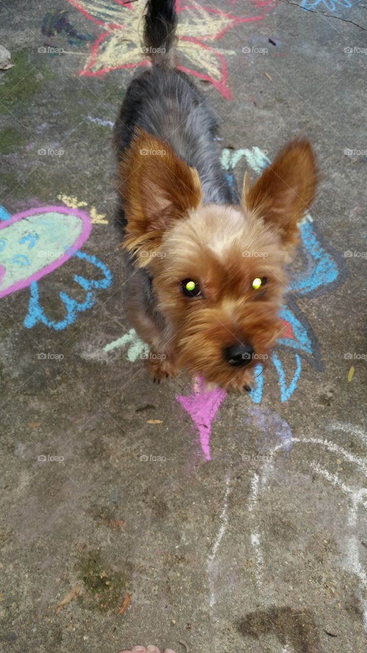 My little dog looking silly and my families chalk art