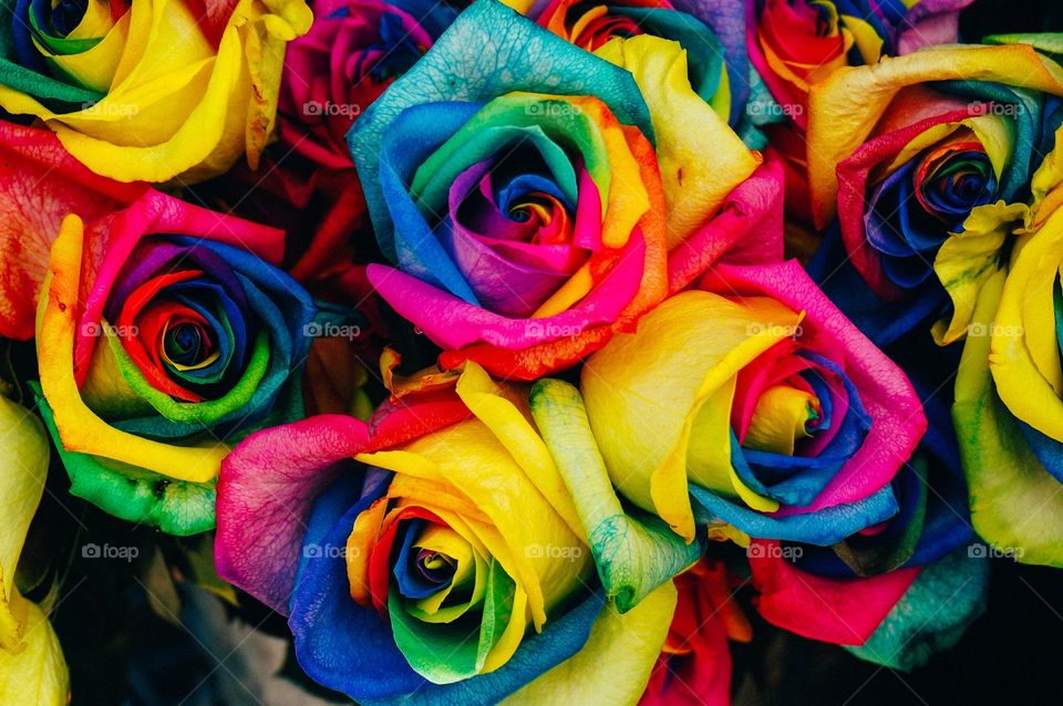 flores coloridas colors