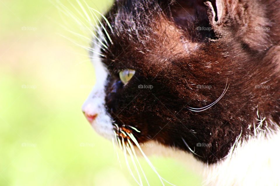 Profile of a cat
