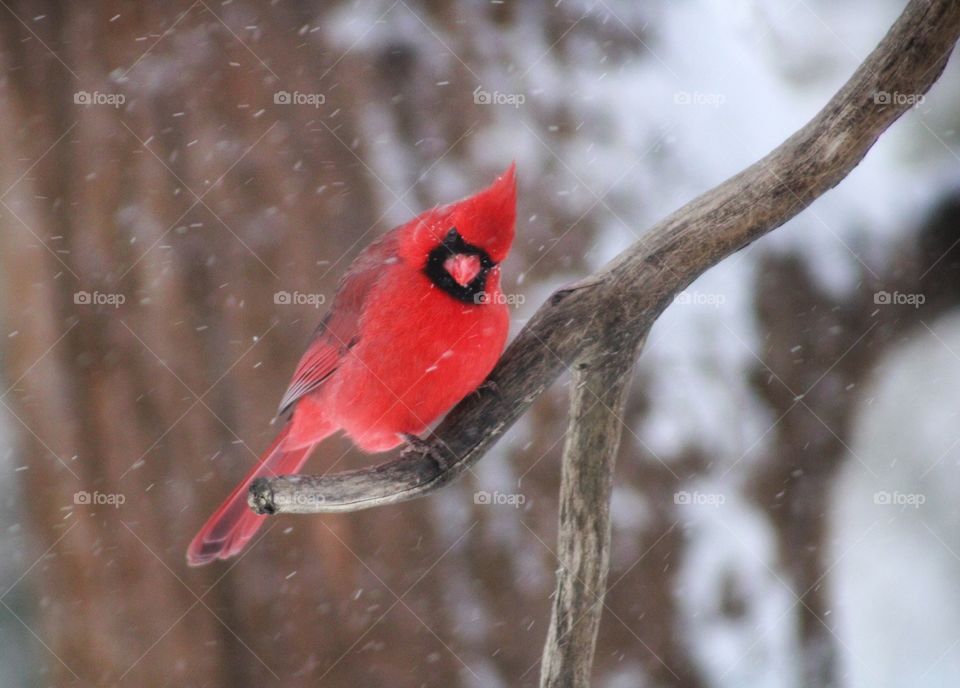 the male red cardinal and the winter season