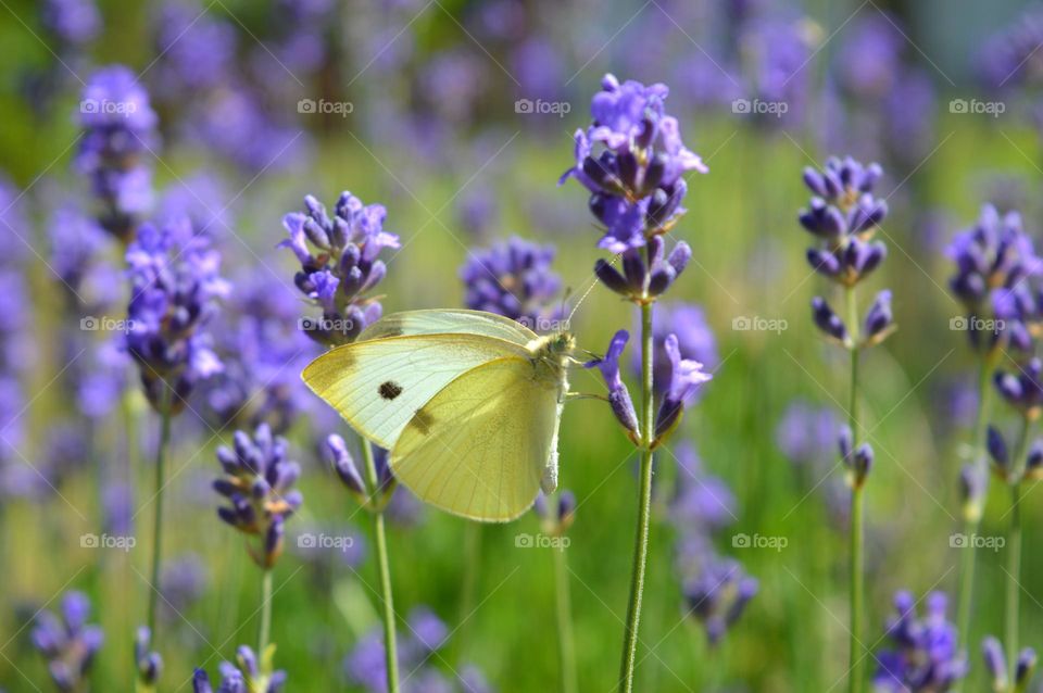Yellow butterfly