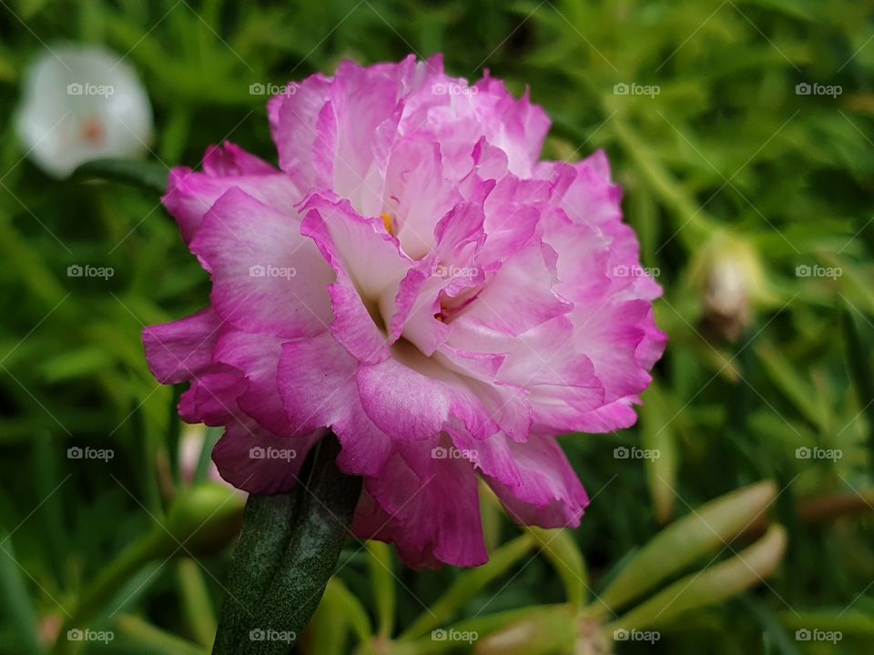 my beautiful Portulaca grandiflora