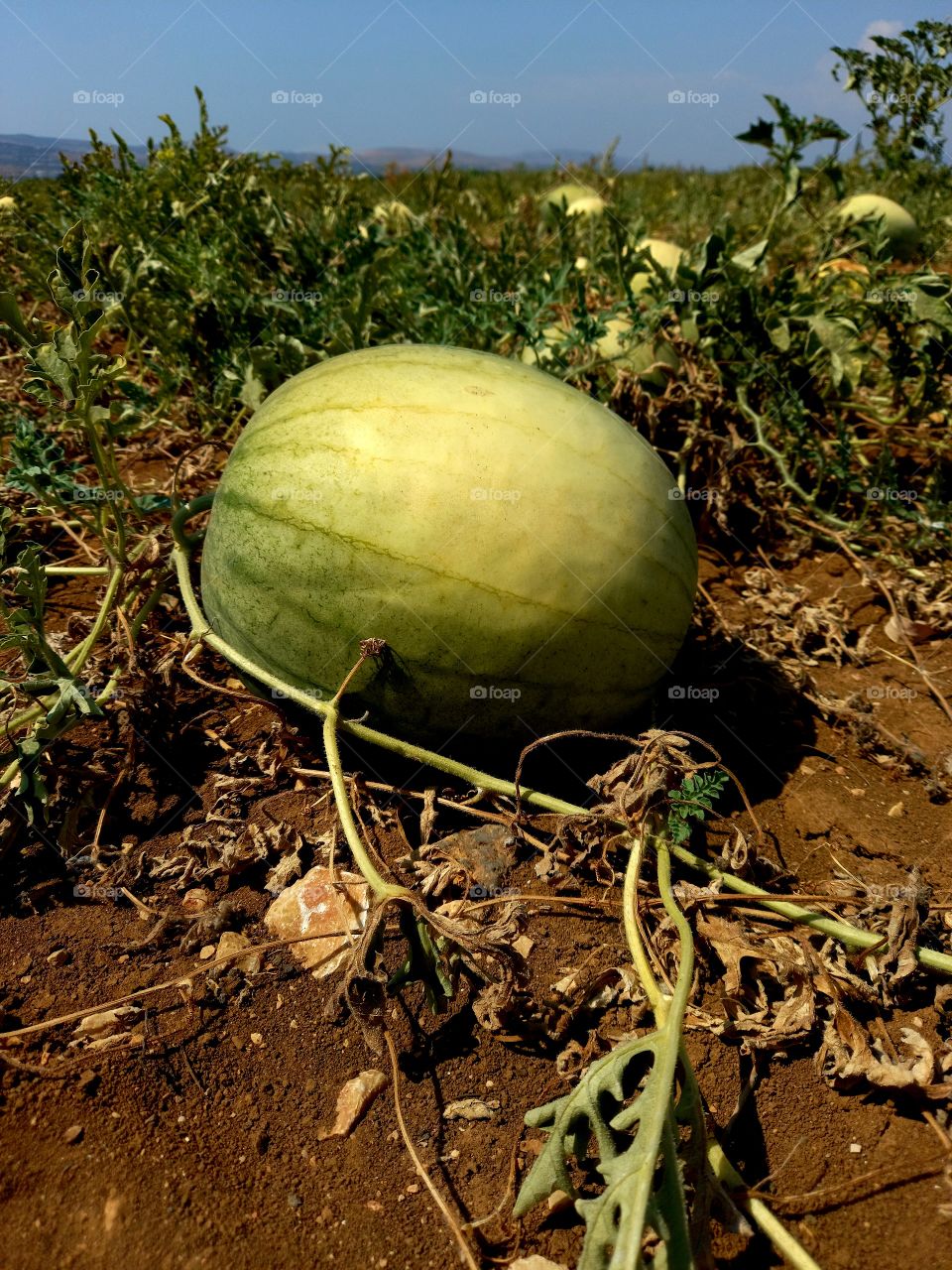 Watermelon field