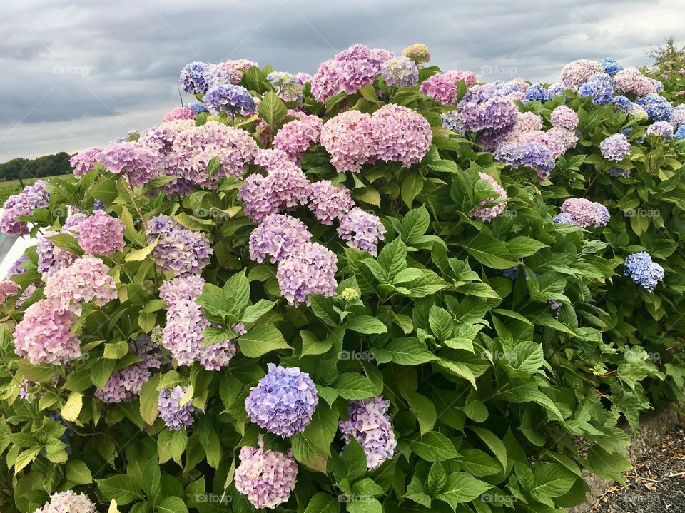A vibrant display of hydrangea shrubs, their clusters of blossoms in shades of pink, purple, and blue creating a stunning, multicolored patchwork. The serene and harmonious blend of colors create a garden scene that feels both peaceful and lively.