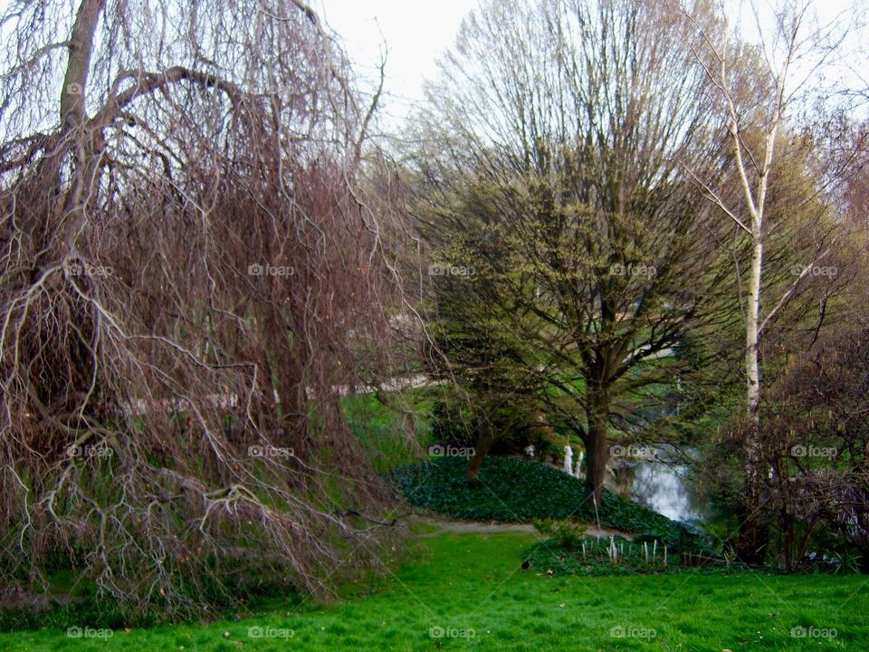 Beautiful branches 