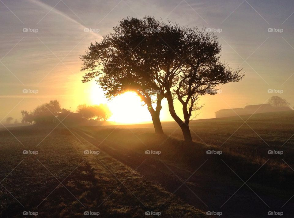 Autumn , tree, landscape