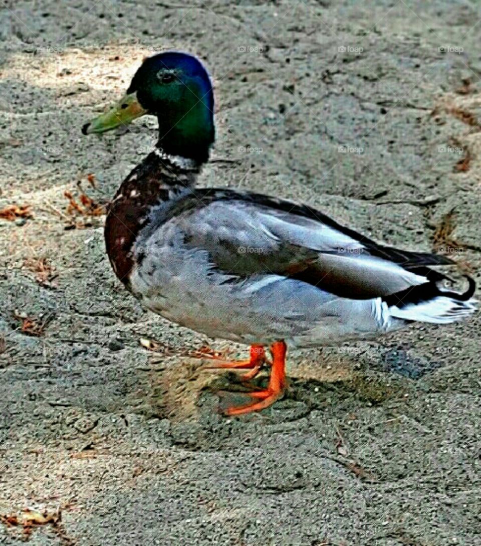 A Mallard!