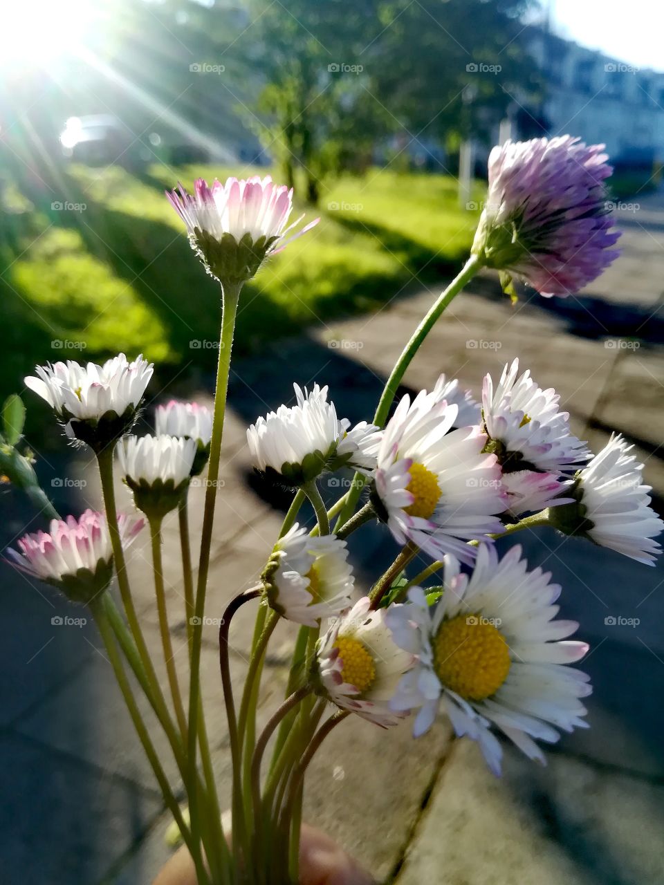 Flowers in sunrises