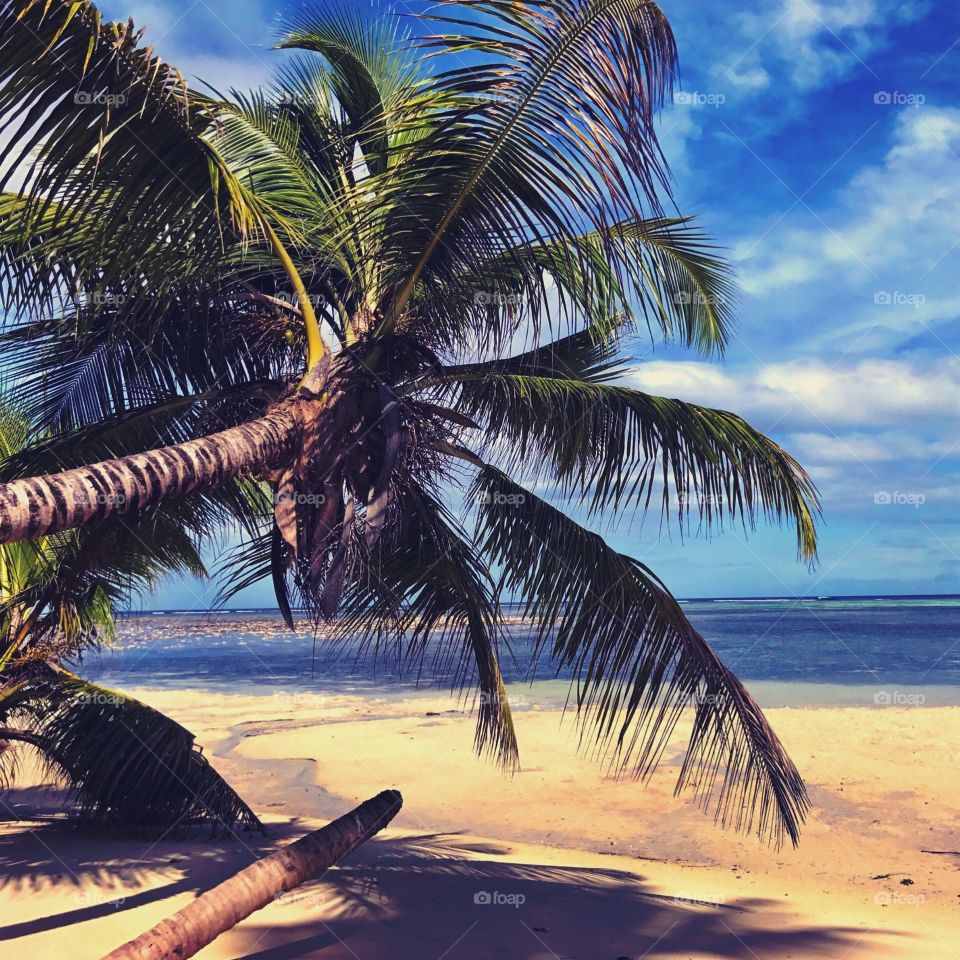 Beach, Tropical, Sand, Palm, Ocean